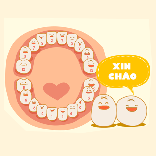 Răng của trẻ mọc như thế nào?
﻿